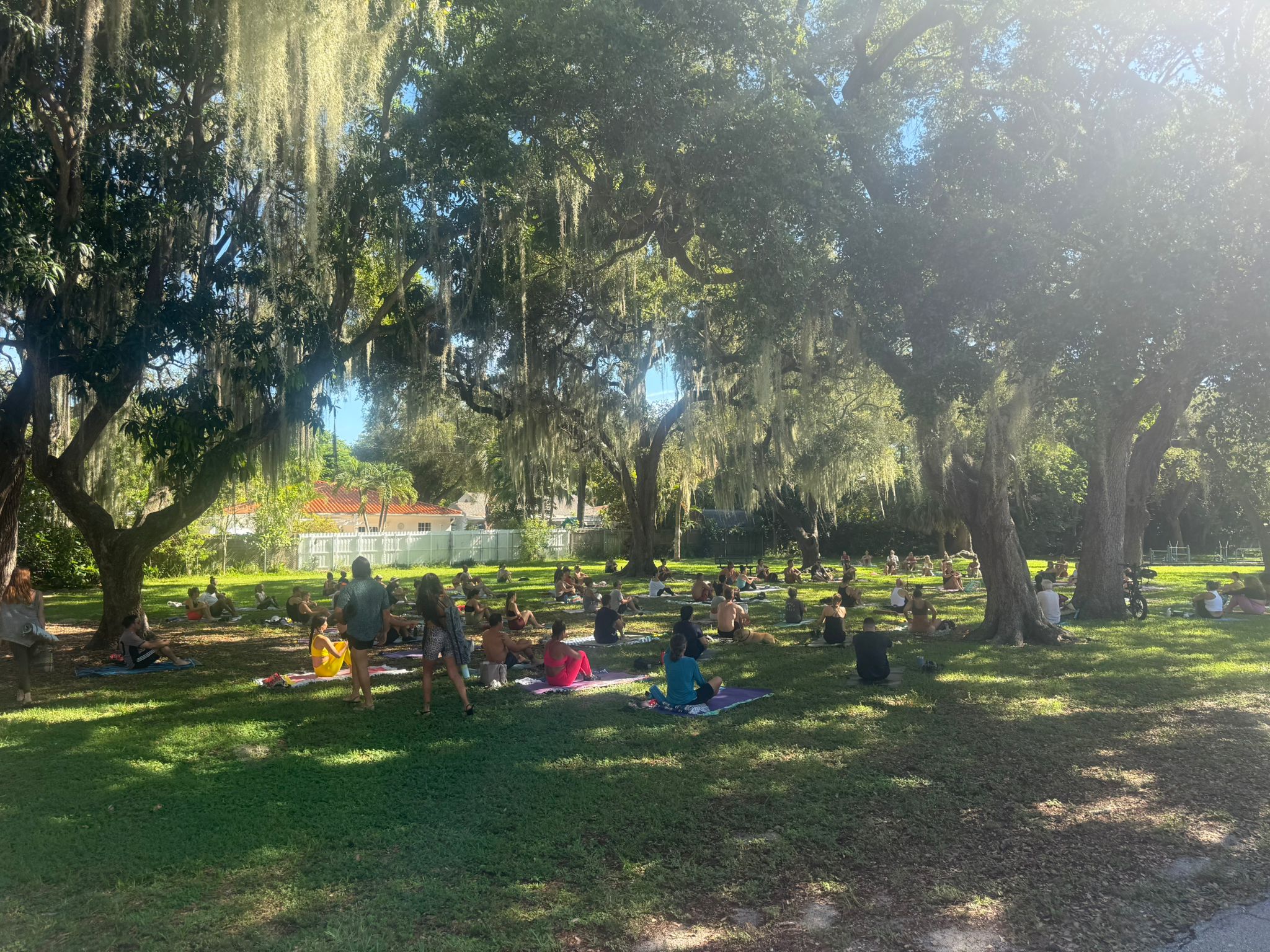 Yoga mats arranged under banyan trees