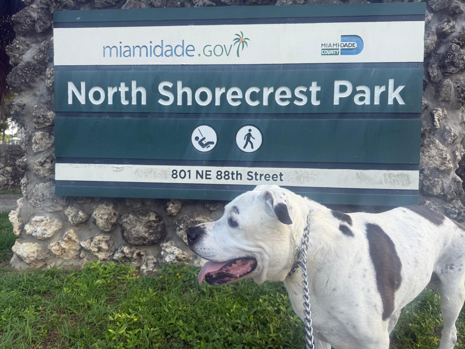 Milkshake the American Bulldog posing by park sign