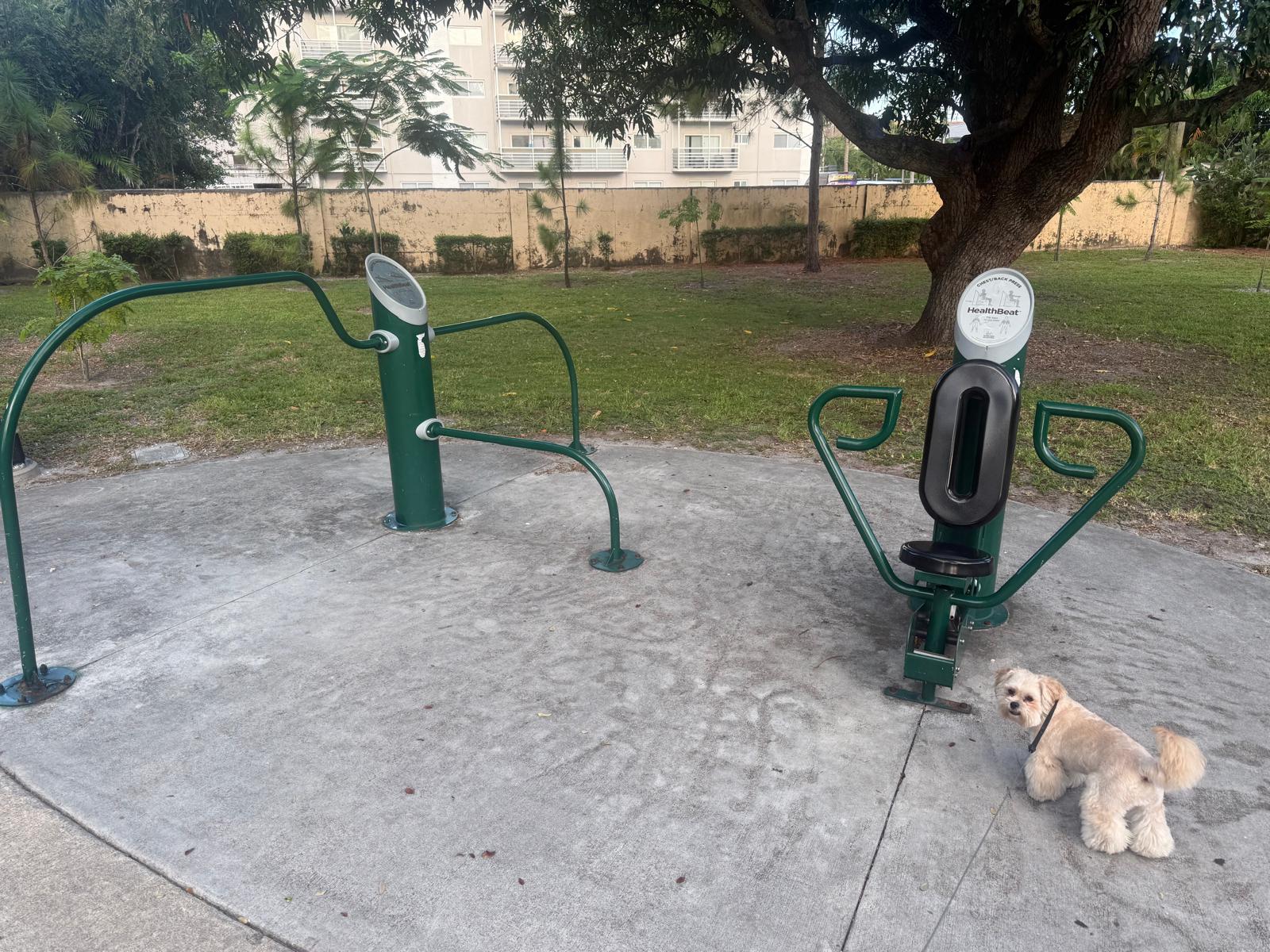 Burger the Shih Tzu demonstrating fitness equipment